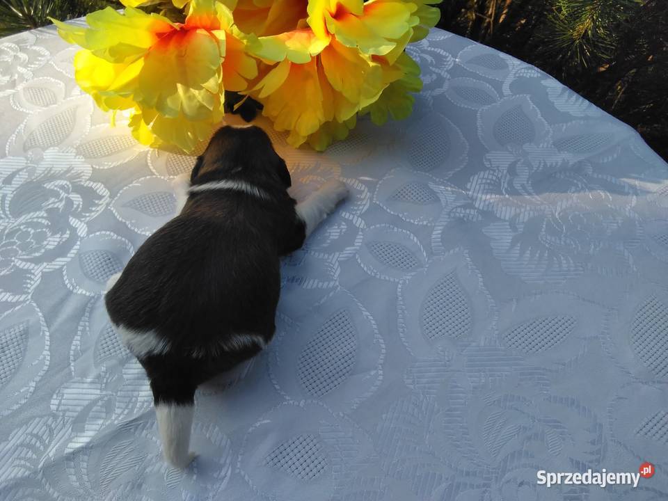 Szczenita Shih Tzu RODOWÓD Shih Tzu