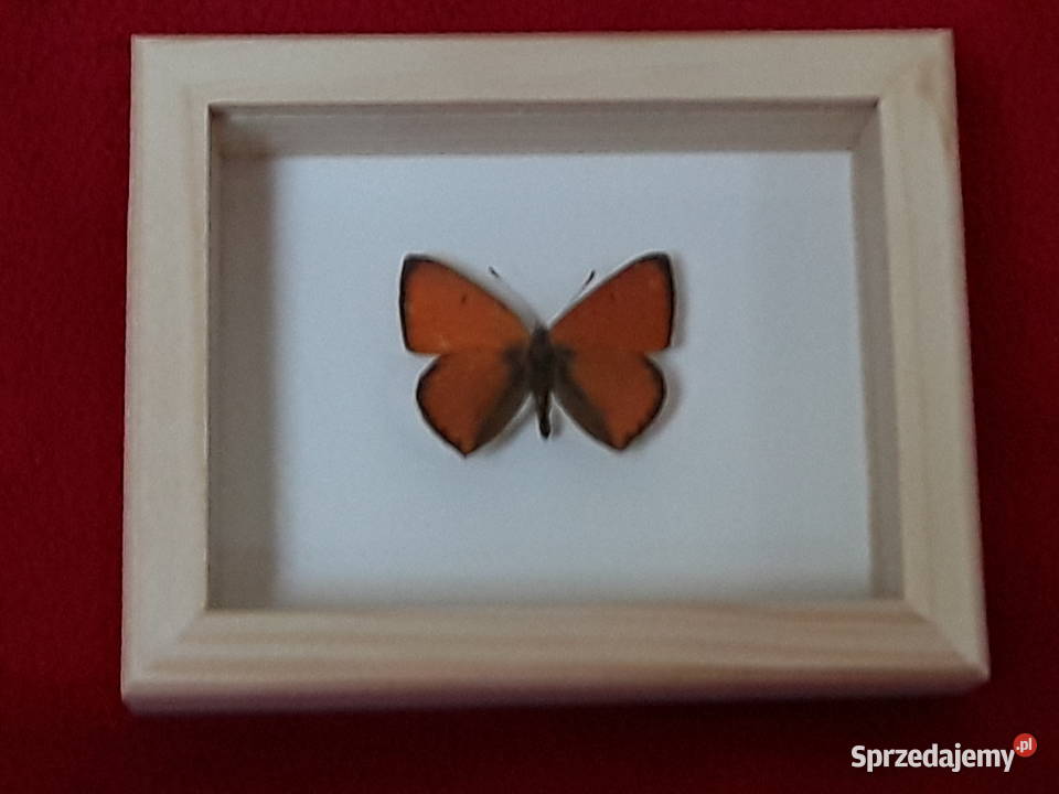 Motyl w ramce 8x10 Lycaena dispar 35 mm zachodniopomorskie Szczecin