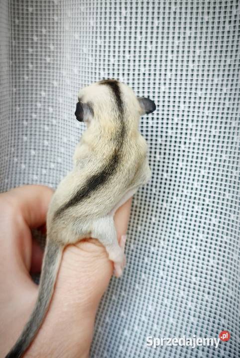 Lotopałanki lotopałanka sugar glider SAMICZKi Gryzonie dolnośląskie Wrocław