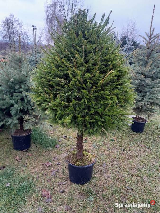Choinki świerk jodła hurt detal Śniadka Druga