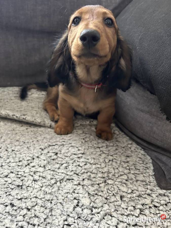 Jamnik długowłosy miniaturowy chłopak Dziewkowice