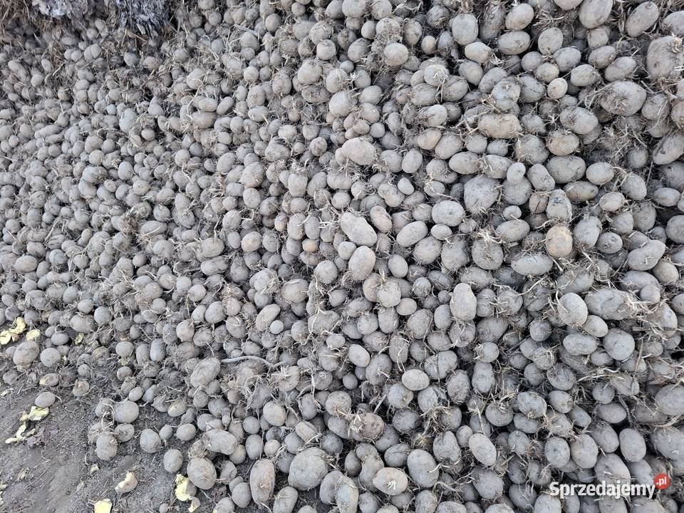 sortownik do ziemniaków czyszczarka do Sortowniki lubelskie Lublin