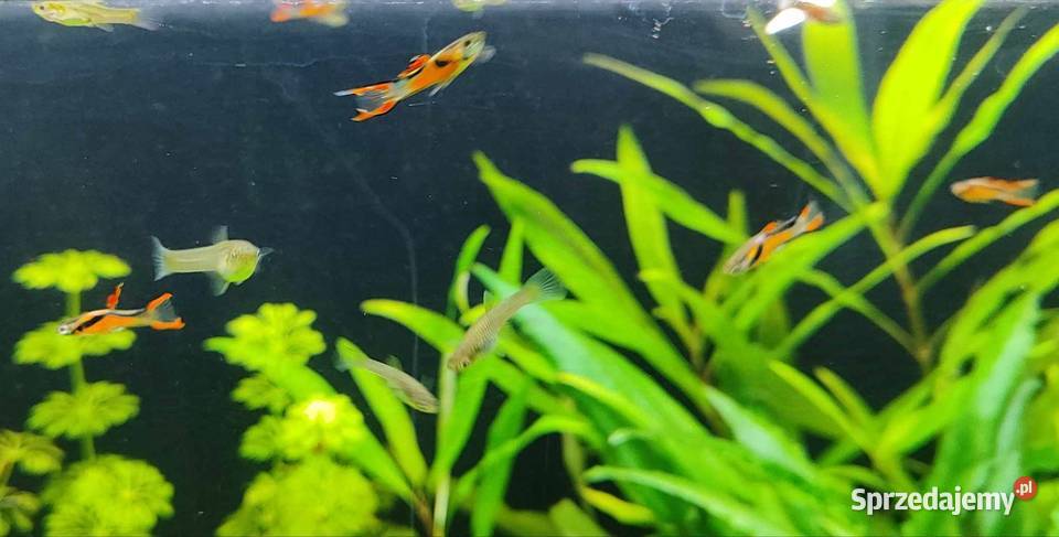 Gupiki Endlera ryba akwariowa Ryby wielkopolskie Szamotuły