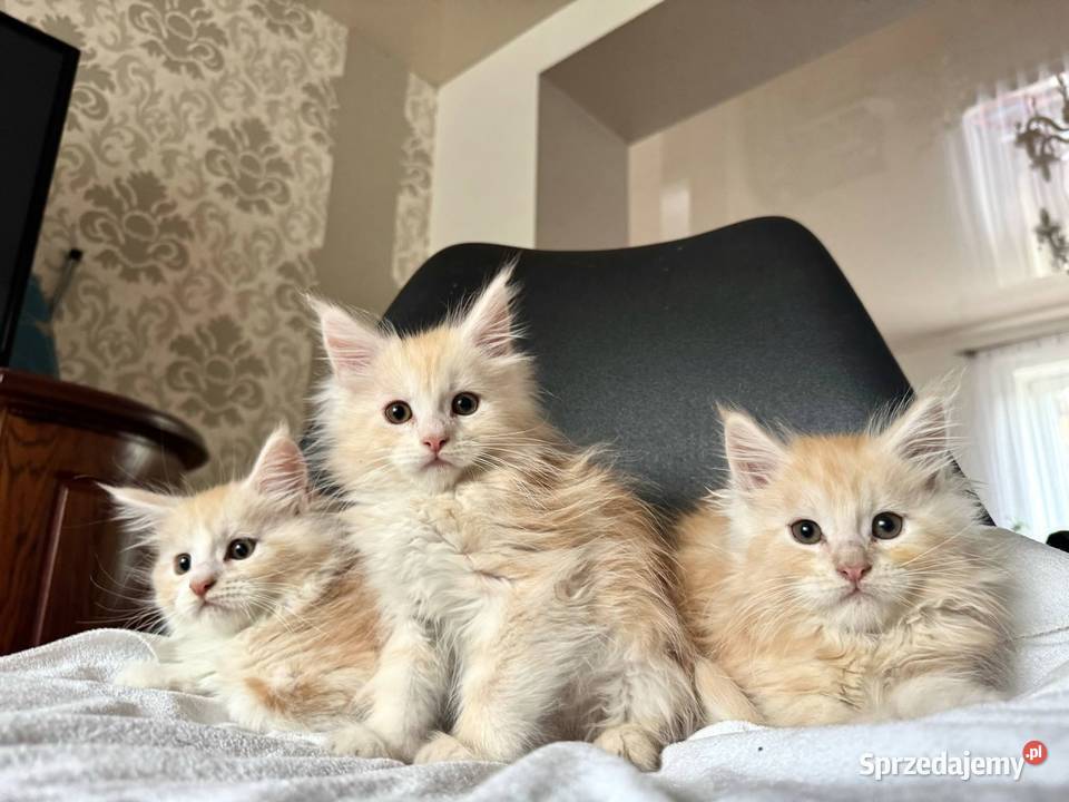 Maine Coon Kocur Rudy Srebro sprzedam
