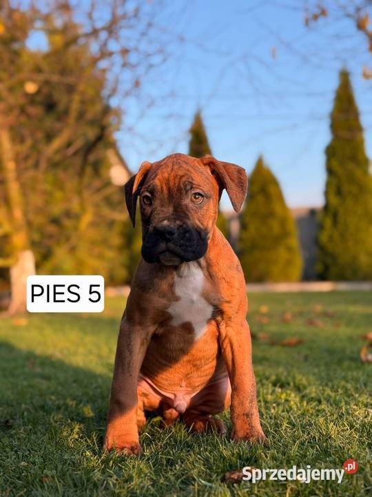 Szczeniaki Bokser Ostatni Piesek wielkopolskie Baszyny