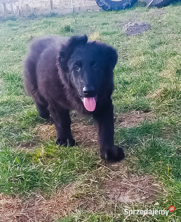 Owczarki Staroniemieckie czarne długowłose Krzeszów sprzedam