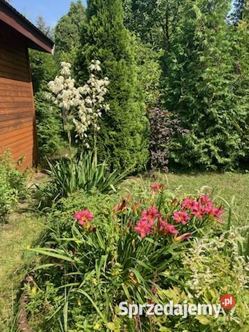 sprzedam działkę rekreacyjną ROD Kraków sprzedam