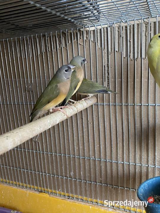 amadyna wspaniała Damasławek