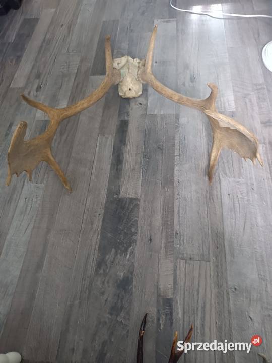 Sprzedam poroże jelenia Szczecin