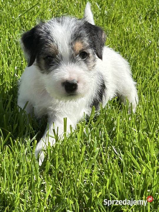Parson Russell Terrier szczenięta