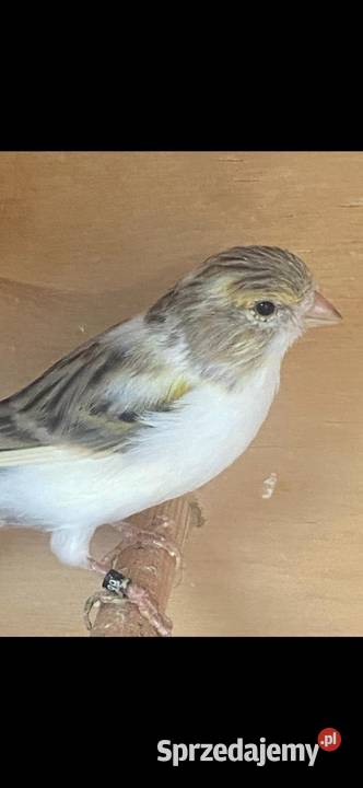 Papugi nlfaliste Tylmanowa