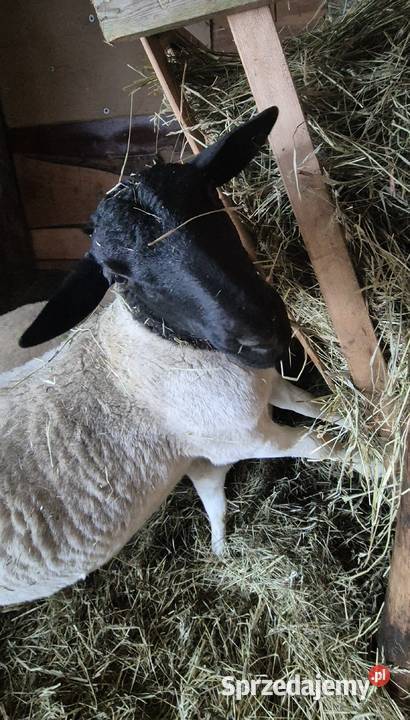 Baranki DORPER Owce baranek kastraty Owce
