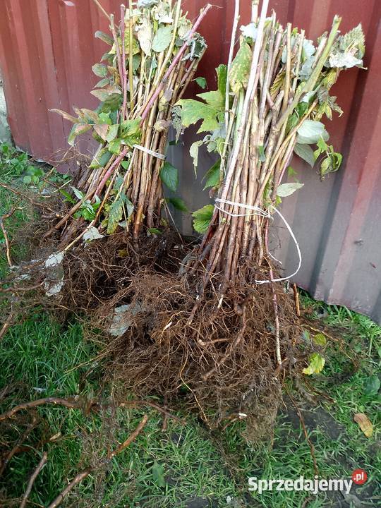 sprzedam sadzonki maliny odmiany Polonez Bartków
