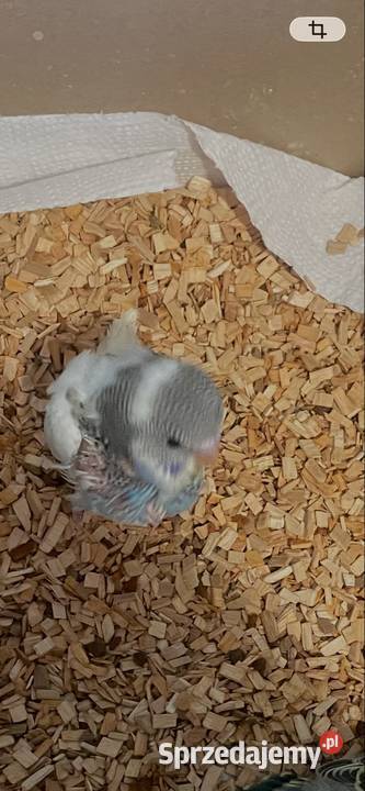 Sprzedam papugę do ręcznego karmienia Ptaki Warszawa