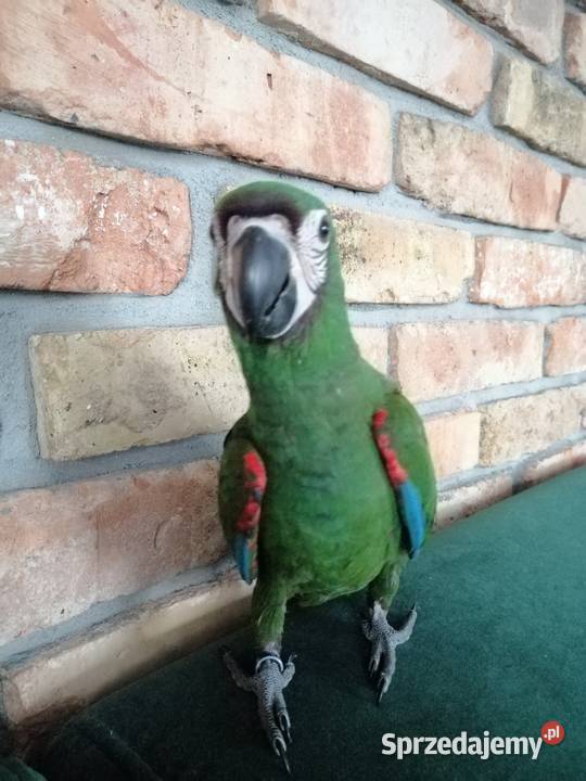 Ara Severa samiec Pamiątkowo