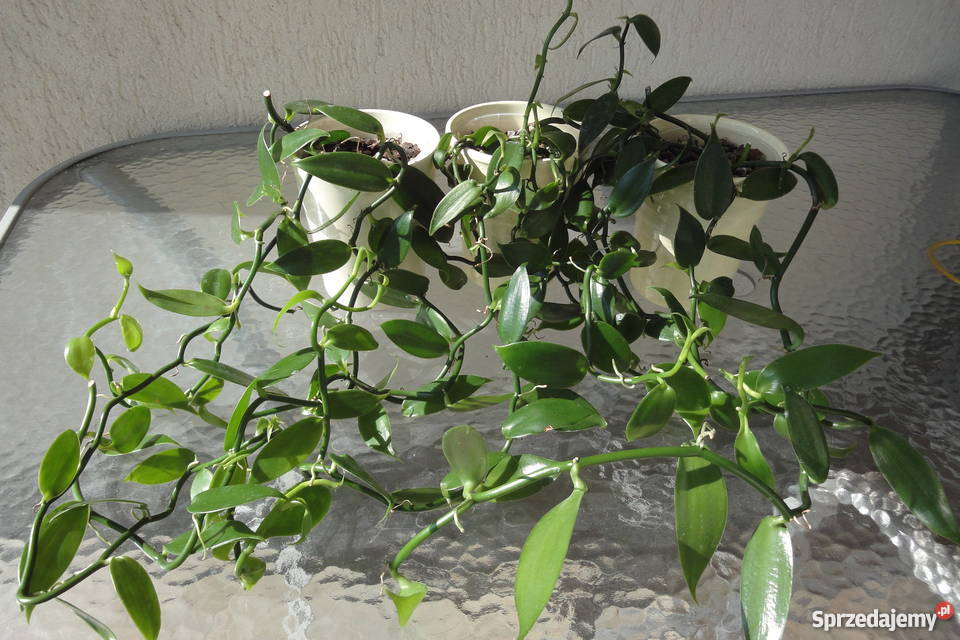 Wanilia pnącze sadzonki Złotów