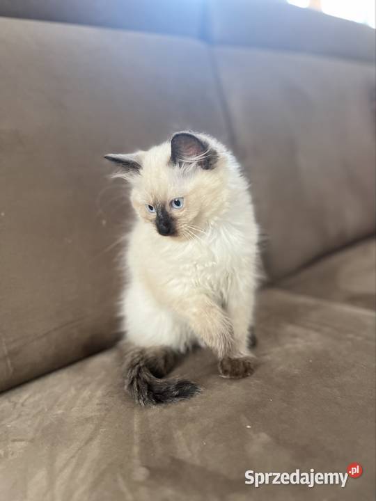 Kotki w typie rasy Ragdoll 13 tygodni kocurki Pozostałe Chełm sprzedam