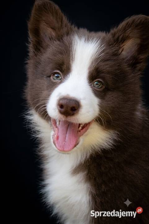 Suczka border collie FCI / ZKwP czekoladka