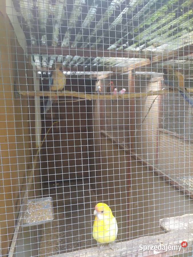 Rozella królewska Bernard czarno głowy Orzesze sprzedam