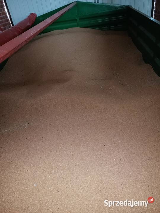 Sprzedam proso żółte gierczyckie Ożarów
