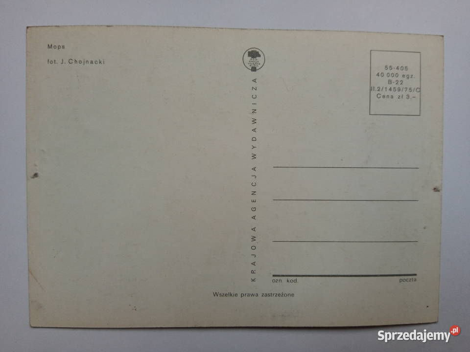 4 Pocztówka z psem 1975r PRLu KOLEKCJA śląskie Dąbrowa Górnicza