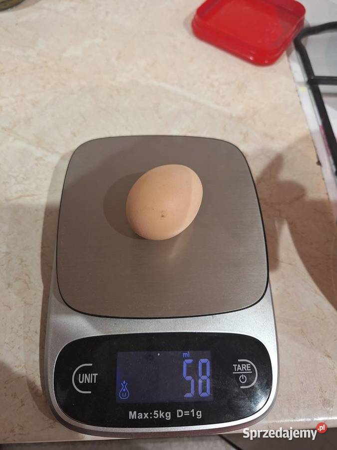 Jajka mlodych kurek