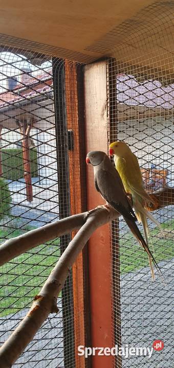 Aleksandretta Aleksandretty obrożne Solarnia