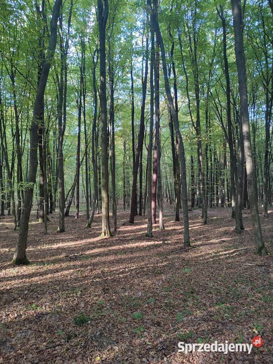 Działka leśna las