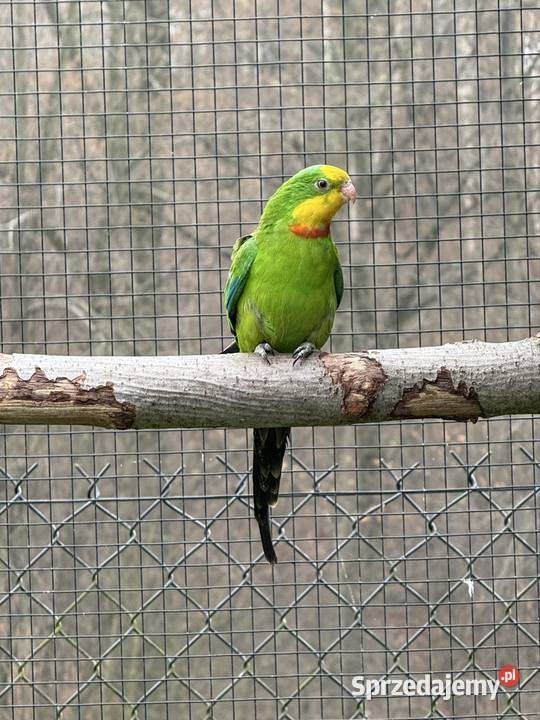 Samiec Barabanda 2024 Wieliczka