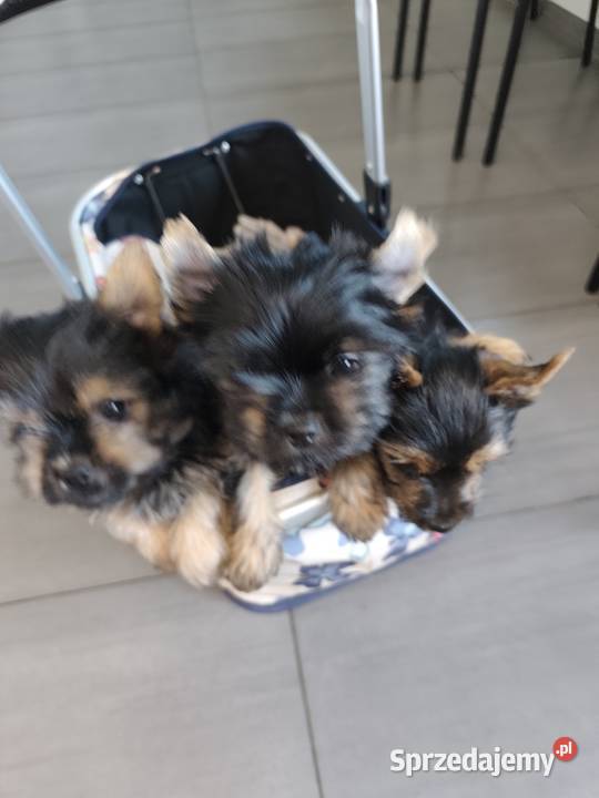 York terrier lubelskie Chełm