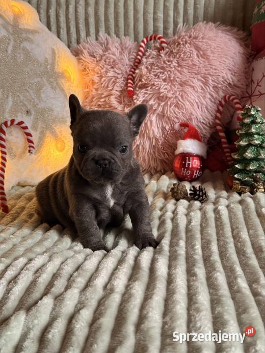 Buldog francuski do rezerwacji