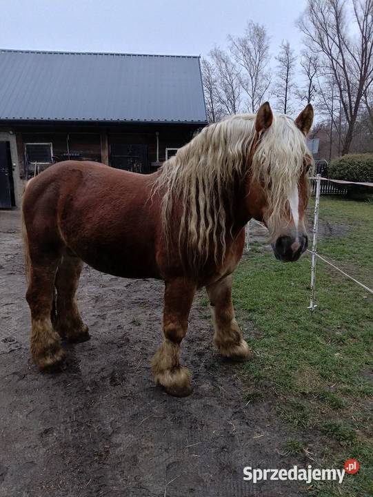 Konie zimnokrwiste Poizdów