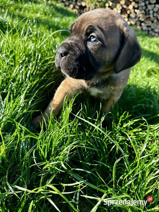 Cane Corso szczeniaki lubuskie Ośno Lubuskie