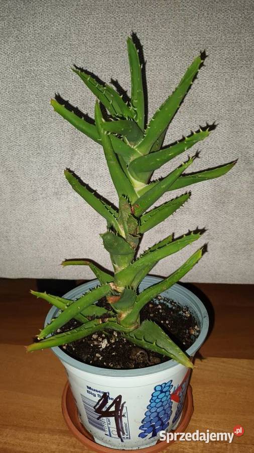 Aloes zielony 4 roślina rosnąca wys 29 Warszawa sprzedam
