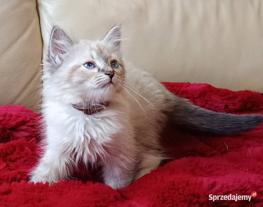 Koty Syberyjskie Neva Masquerade MALIBU Kwilcz