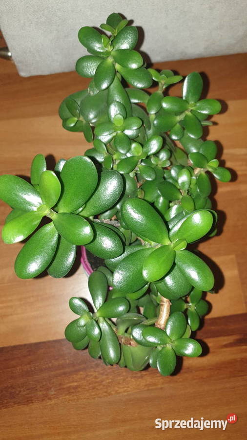 Grubosz crassula drzewko szczęścia 4 duże gęste mazowieckie