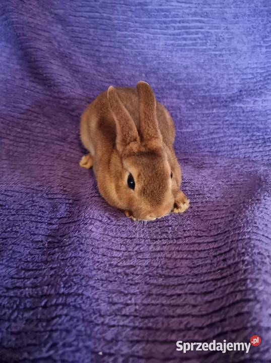 królik rex karzełek miniaturka samiczka samiec małopolskie Korzenna