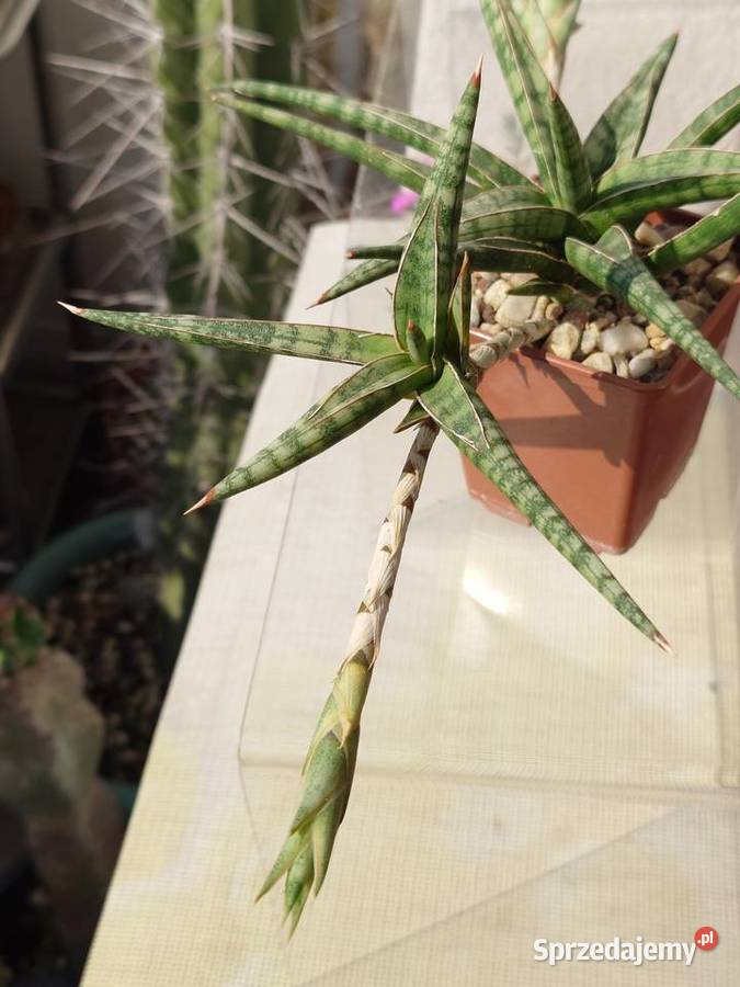 Sansevieria ballyi odrost z rozłogiem karłowata mazowieckie Warszawa