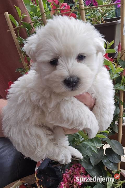 West highland white terrier westi zkwp FCI łódzkie Piątkowisko