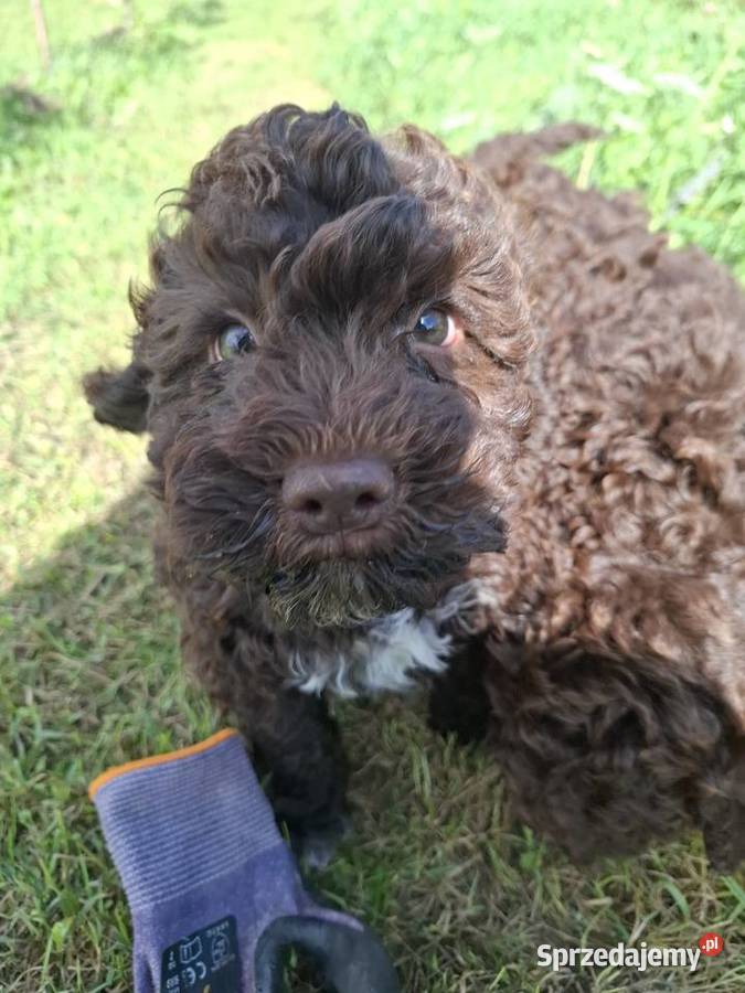 Szczenięta rasy lagotto romagnolo pieski zkwp Makówiec