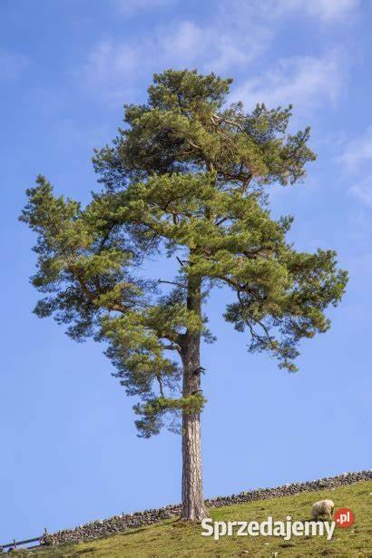 Sosna Pospolita sadzonki 2040 SZKÓŁKOWANA Iglaste świętokrzyskie Kielce