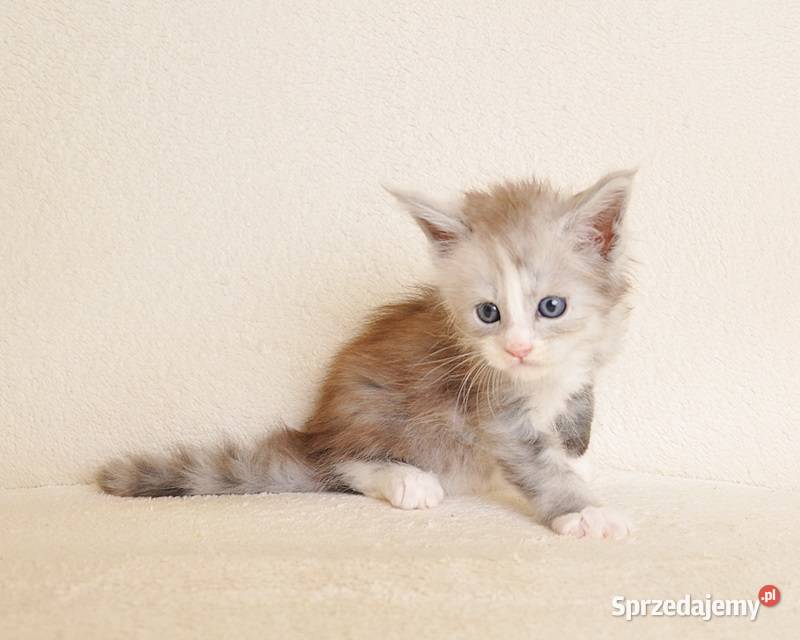 Śliczna koteczka Maine Coon z rodowodem PZFWCF Białystok sprzedam