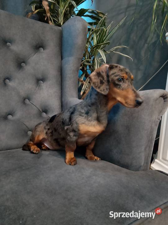 Jamnik merle piesek Żyrardów