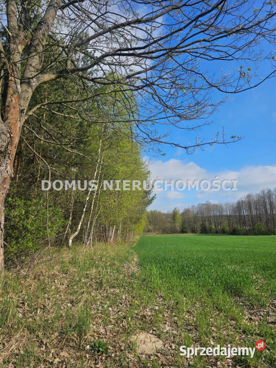 sprzedaży gruntu Teklin 6800m2 Sprzedaż sprzedam