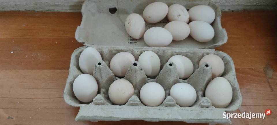 Jajka lęgowe karzełka liliput lubelskie Tokarówka sprzedam