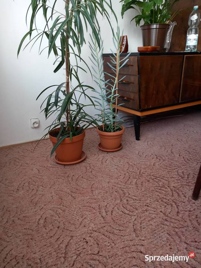 Fikus wąskolistny domowa hodowla Sosnowiec