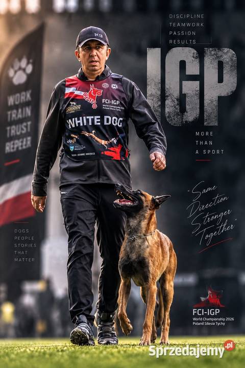 Owczarek Belgijski Malinois FCI/ZKWP