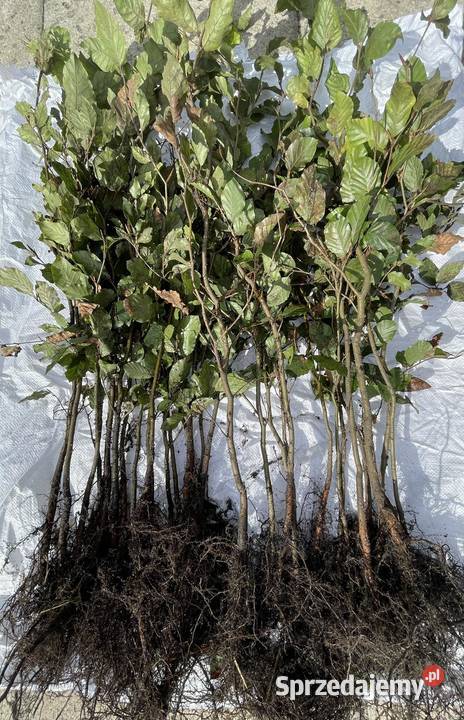 Sadzonki na żywopłot Bukszpan Cis Laurowiśnia Kielce