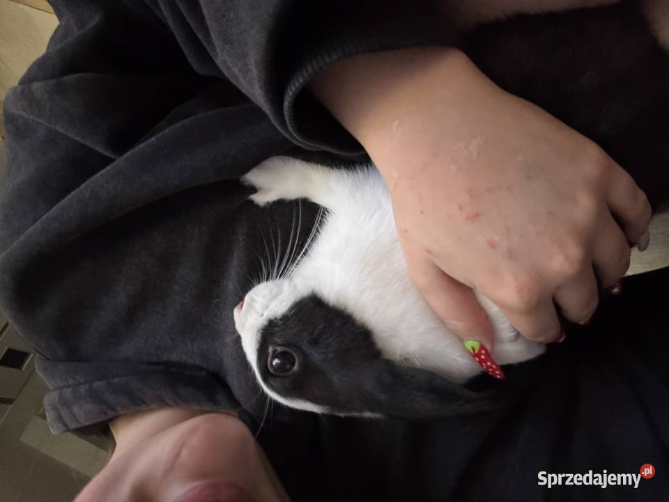 Krolik z klatka Karwia