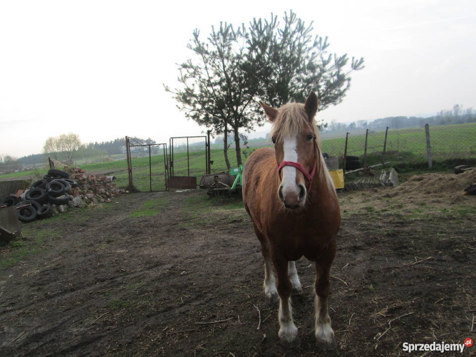SPRZEDAM klacz zimnokrwistą Szamocin sprzedam